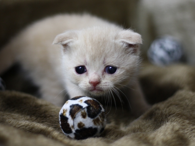 スコティッシュフォールドの子猫画像