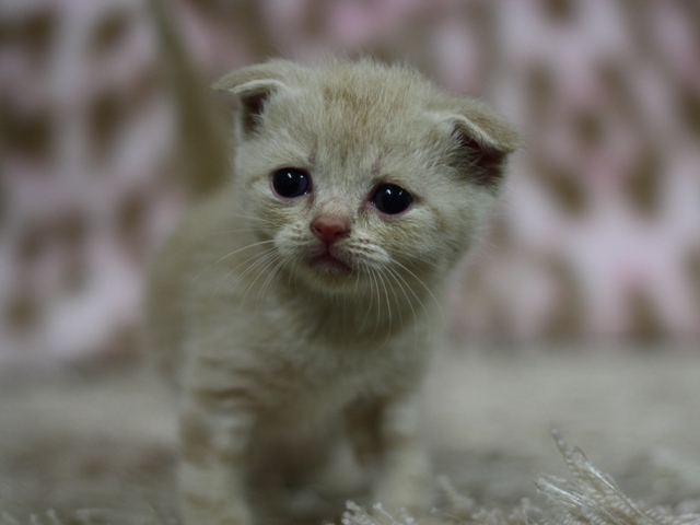 スコティッシュフォールドの子猫画像