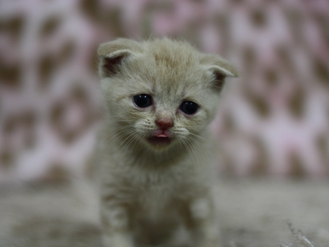スコティッシュフォールドの子猫画像