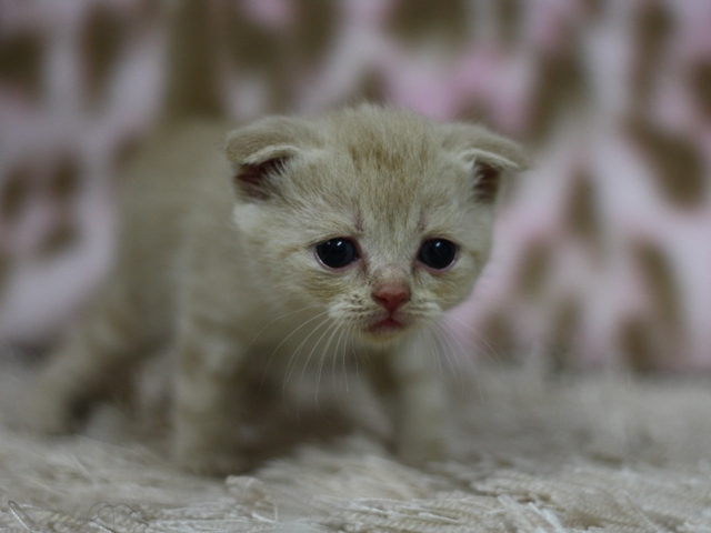 スコティッシュフォールドの子猫画像