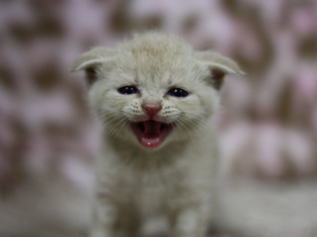 スコティッシュフォールドの子猫画像