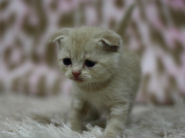 スコティッシュフォールドの子猫画像