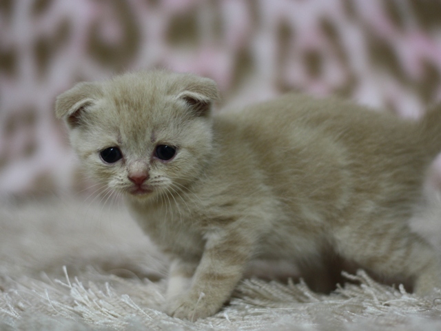 スコティッシュフォールドの子猫画像