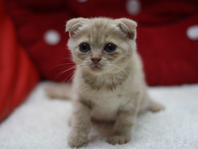 スコティッシュフォールドの子猫画像