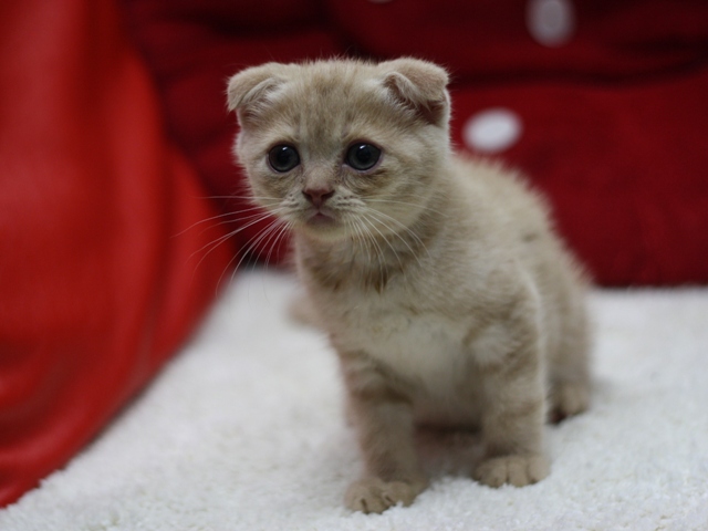 スコティッシュフォールドの子猫画像