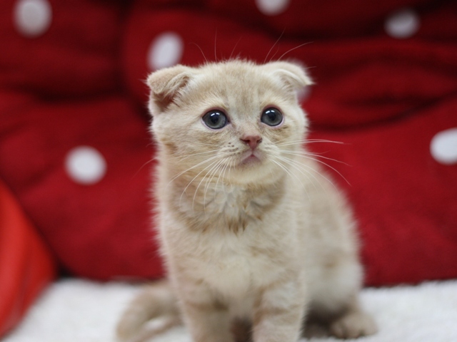 スコティッシュフォールドの子猫画像