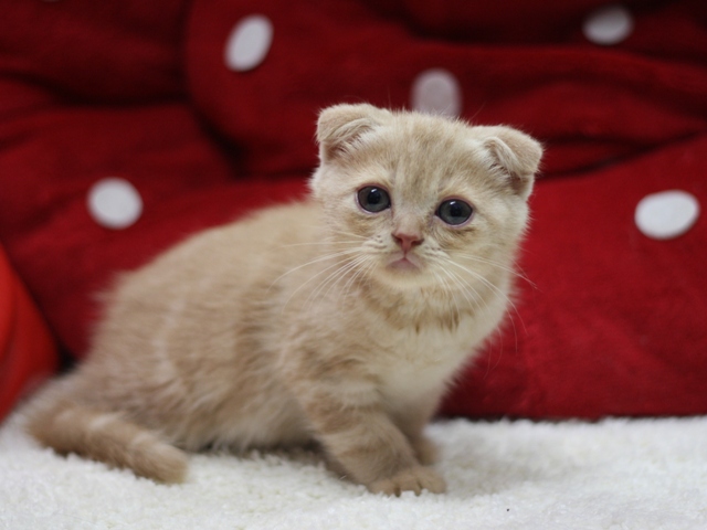 スコティッシュフォールドの子猫画像