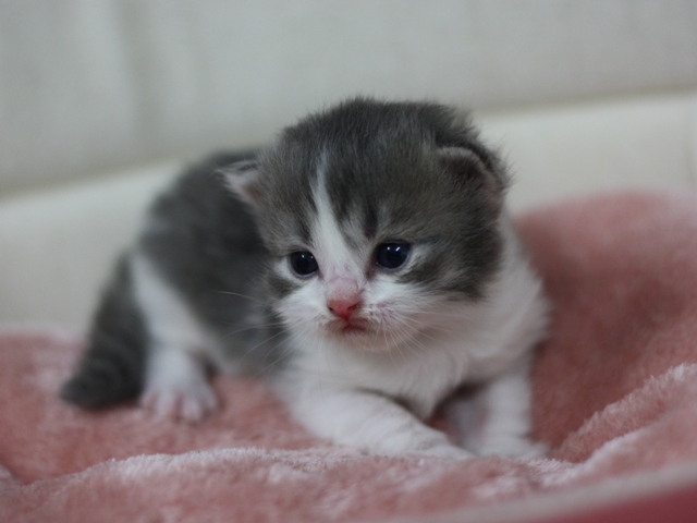 スコティッシュフォールドの子猫画像