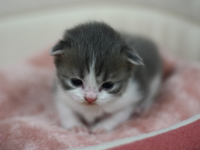 スコティッシュフォールドの子猫画像