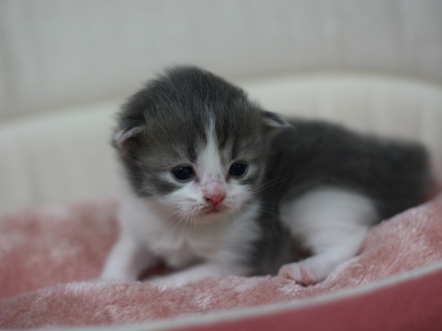 スコティッシュフォールドの子猫画像