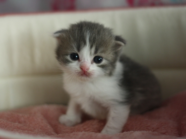 スコティッシュフォールドの子猫画像