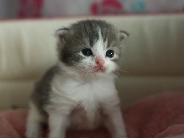 スコティッシュフォールドの子猫画像