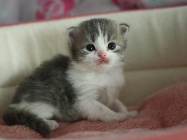 スコティッシュフォールドの子猫画像