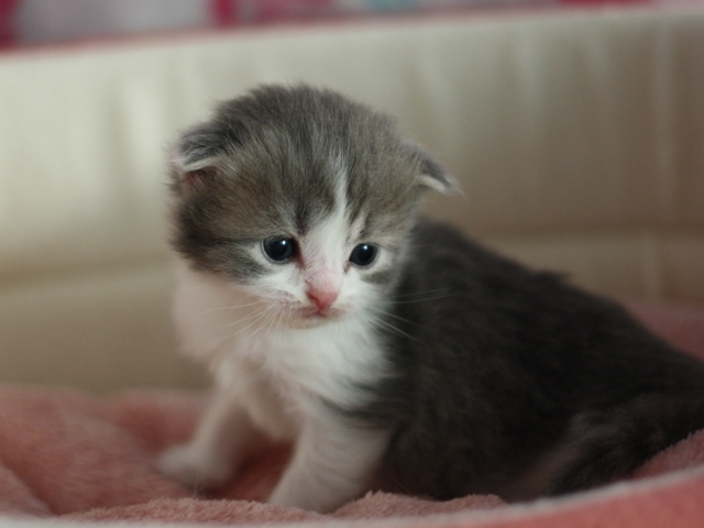 スコティッシュフォールドの子猫画像