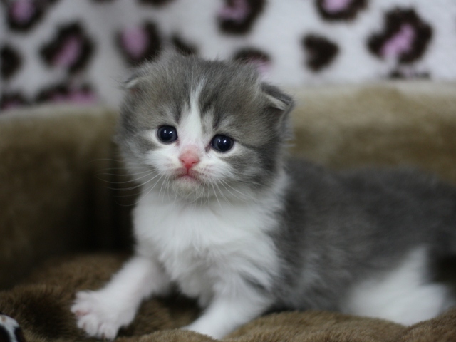 スコティッシュフォールドの子猫画像