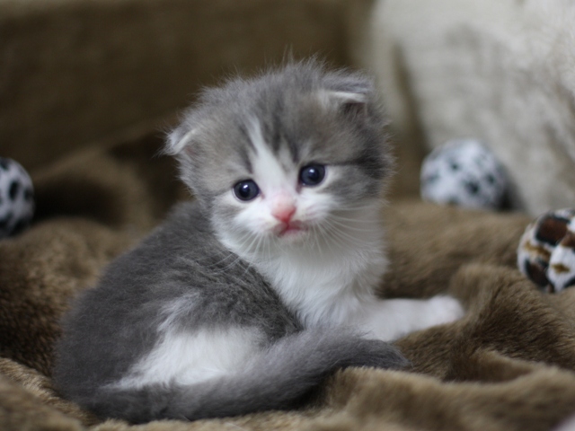 スコティッシュフォールドの子猫画像