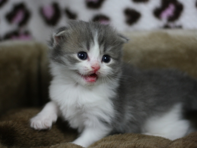 スコティッシュフォールドの子猫画像