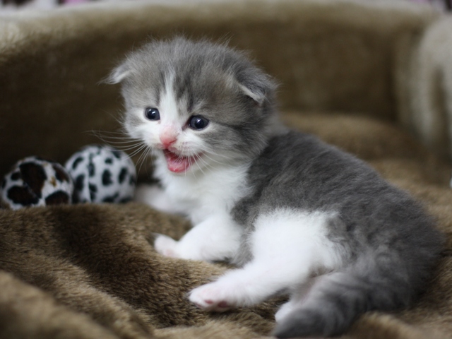 スコティッシュフォールドの子猫画像