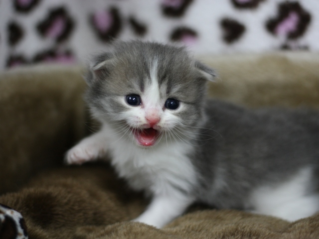 スコティッシュフォールドの子猫画像