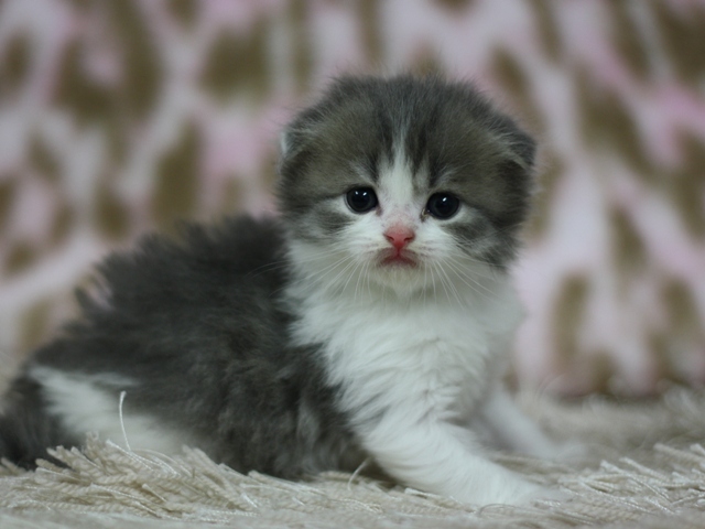 スコティッシュフォールドの子猫画像