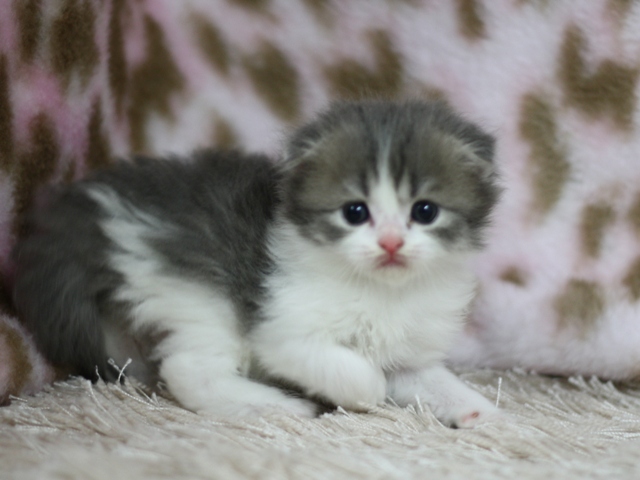 スコティッシュフォールドの子猫画像