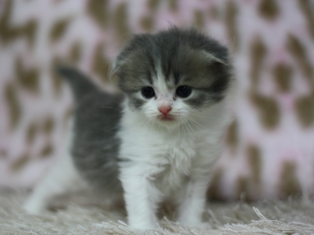 スコティッシュフォールドの子猫画像