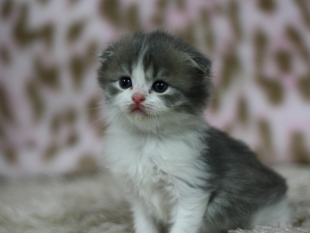 スコティッシュフォールドの子猫画像