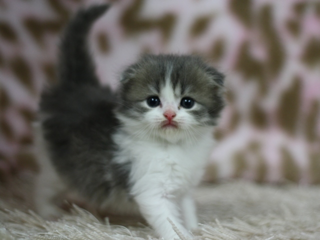 スコティッシュフォールドの子猫画像