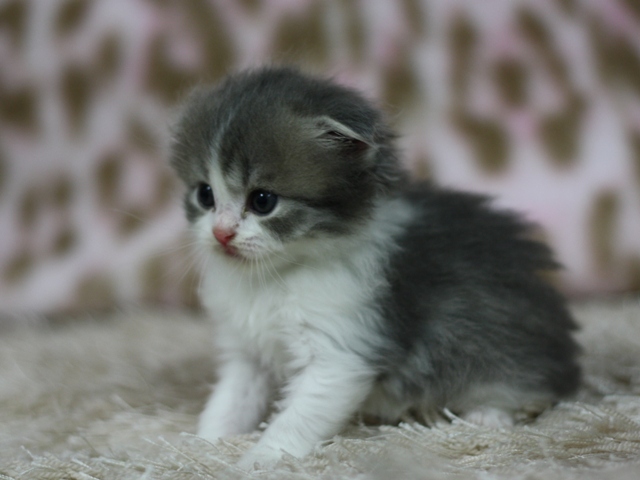 スコティッシュフォールドの子猫画像