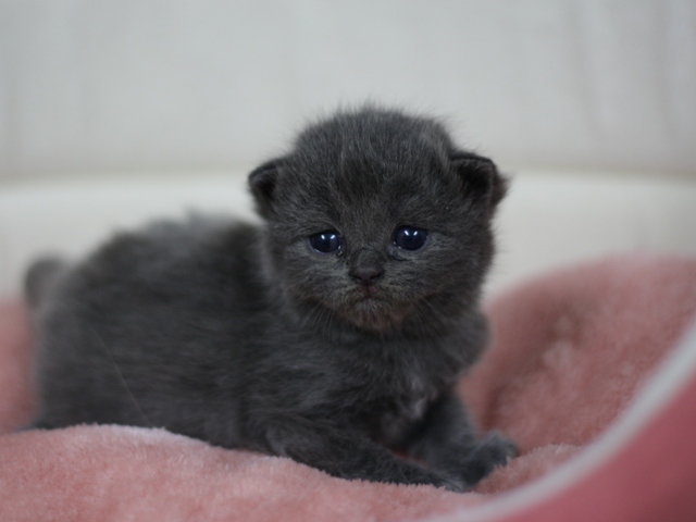 スコティッシュフォールドの子猫画像