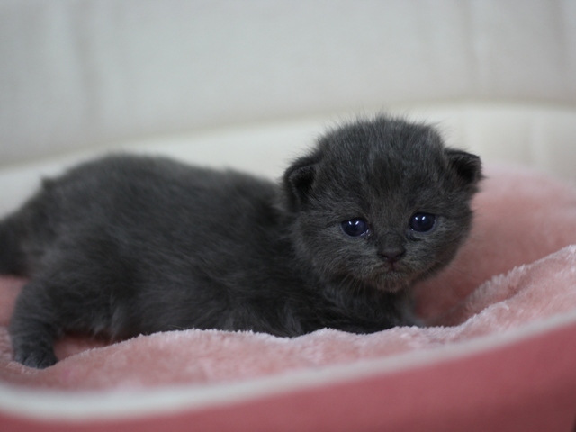スコティッシュフォールドの子猫画像