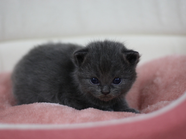 スコティッシュフォールドの子猫画像