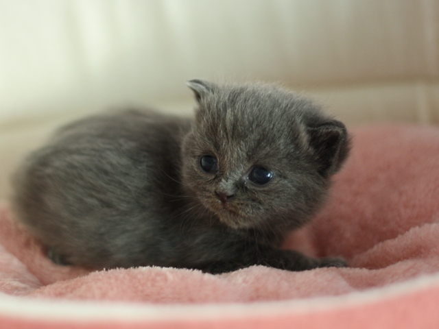 スコティッシュフォールドの子猫画像