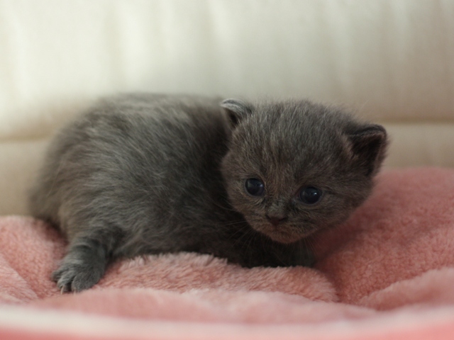 スコティッシュフォールドの子猫画像