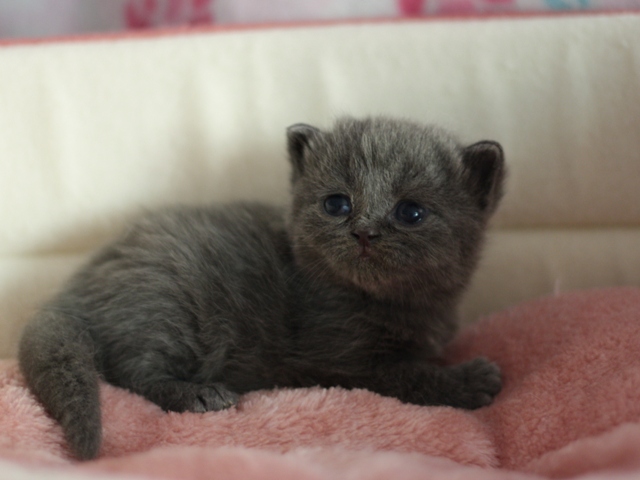 スコティッシュフォールドの子猫画像