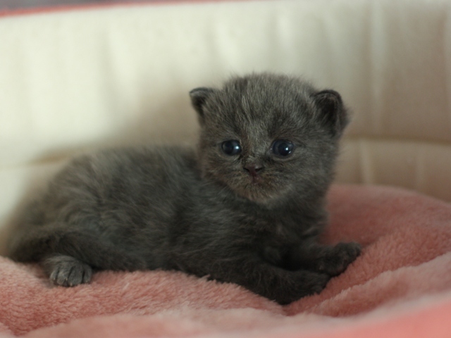 スコティッシュフォールドの子猫画像