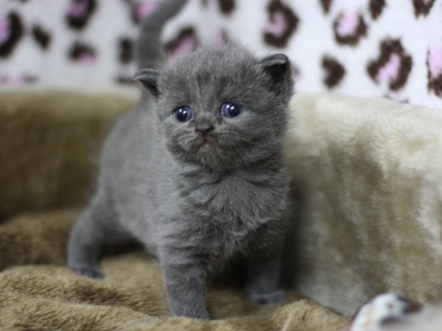 スコティッシュフォールドの子猫画像
