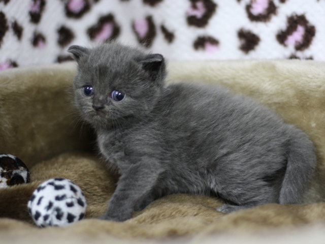 スコティッシュフォールドの子猫画像