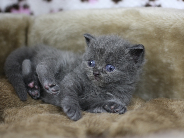 スコティッシュフォールドの子猫画像