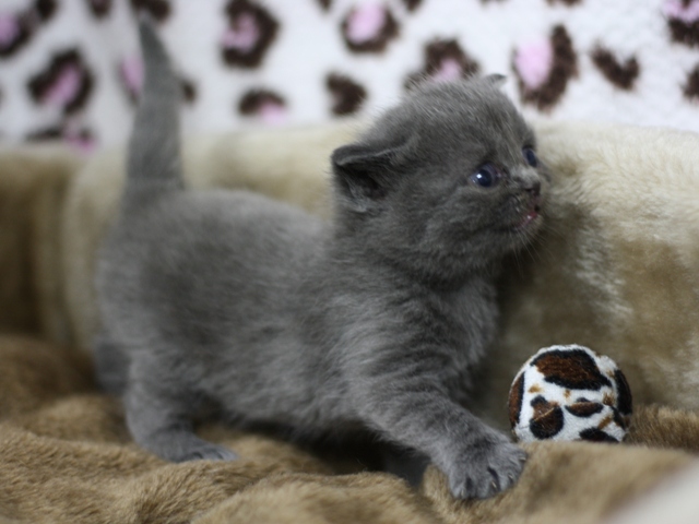 スコティッシュフォールドの子猫画像