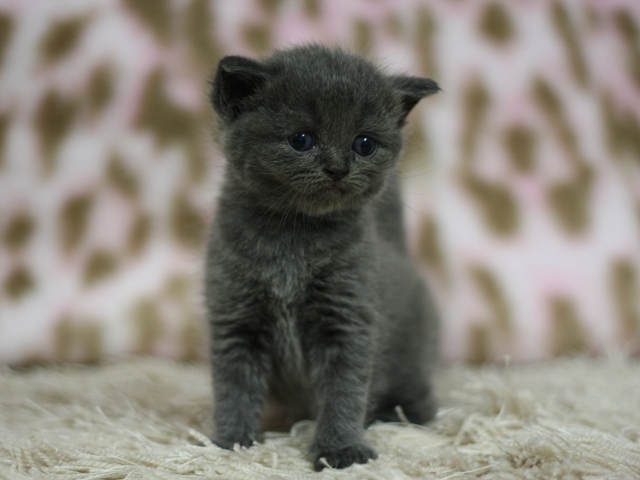 スコティッシュフォールドの子猫画像