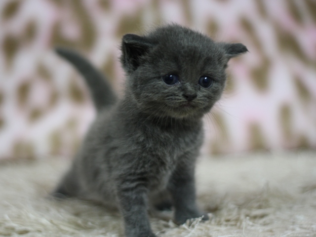 スコティッシュフォールドの子猫画像