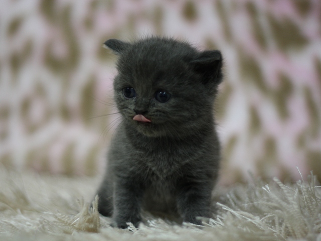 スコティッシュフォールドの子猫画像
