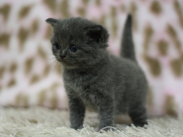 スコティッシュフォールドの子猫画像