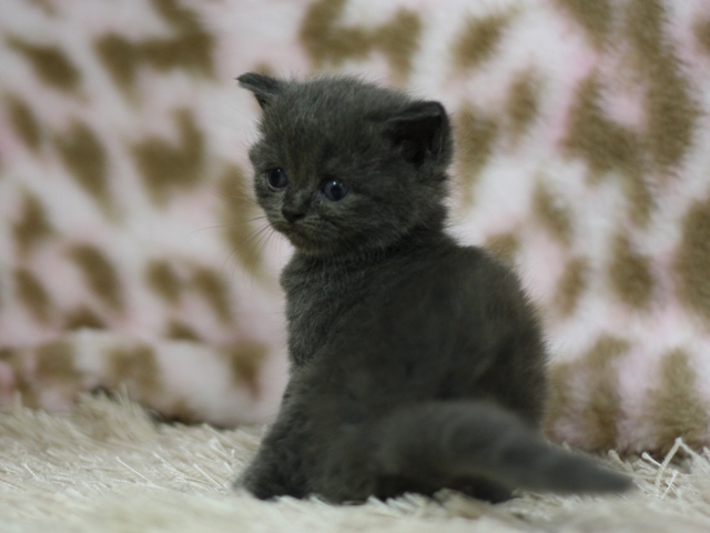 スコティッシュフォールドの子猫画像