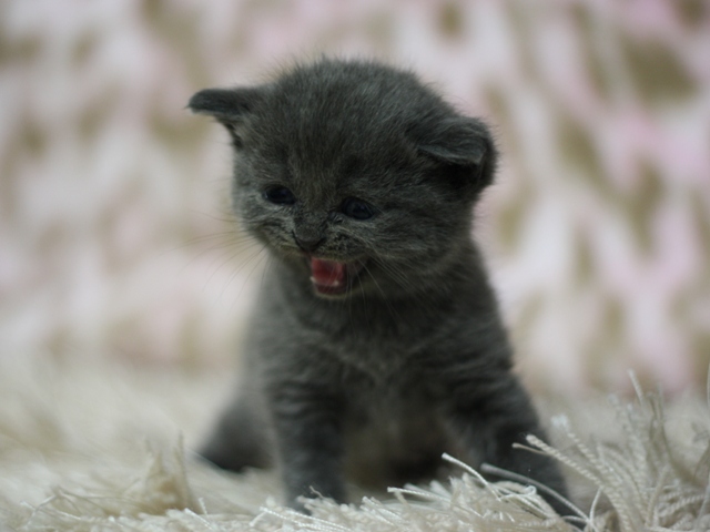 スコティッシュフォールドの子猫画像