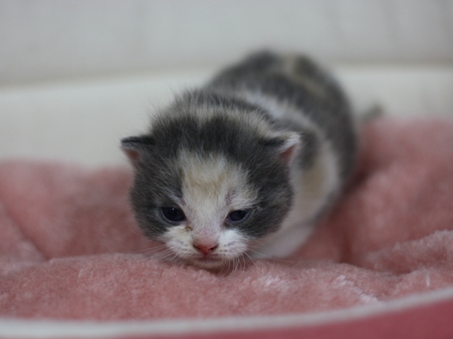 スコティッシュフォールドの子猫画像