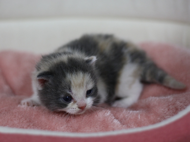 スコティッシュフォールドの子猫画像