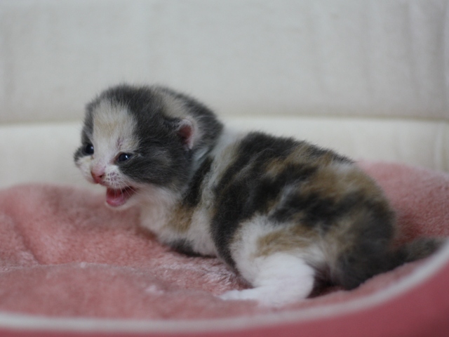 スコティッシュフォールドの子猫画像