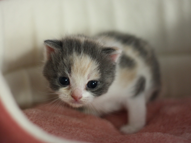 スコティッシュフォールドの子猫画像